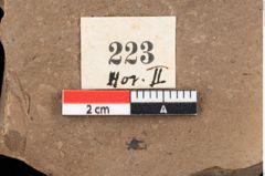 Foto (Detailansicht) von Pinus hepios Unger (NHMW-GEO-2024-0188-0223)